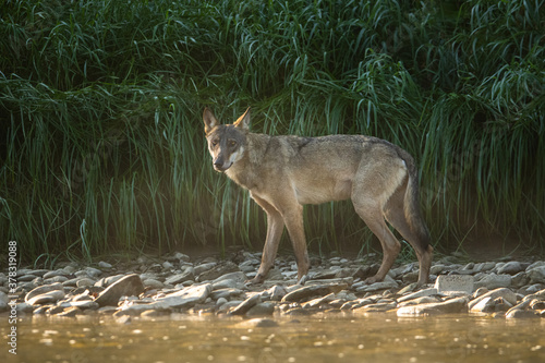 Fototapeta Naklejka Na Ścianę i Meble -  Grey Wolf (Canis lupus) in the natural habitat. Carpathian MOuntains, Bieszczady, Poland.