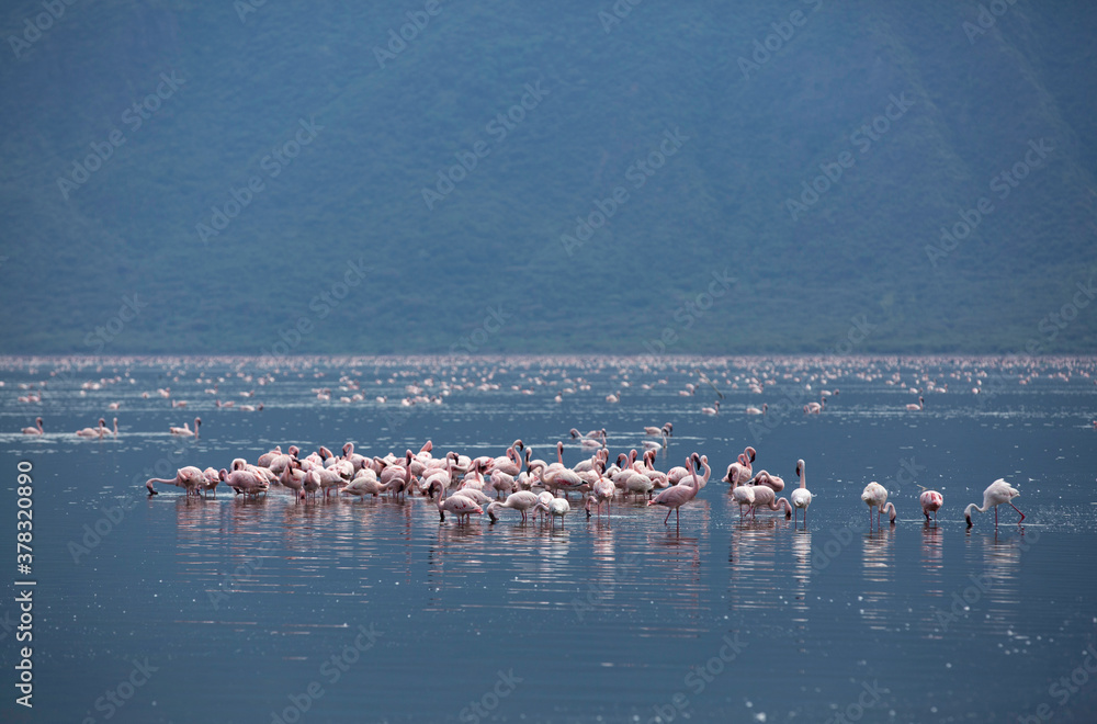 Fototapeta premium Flocks of Lesser Flamingos at Lake Bogoria, Kenya