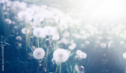 A lot of fluffy beautiful dandelions on meadow in field on nature in spring or summer in sunlight  light pastel vintage blue colors  soft selective focus.