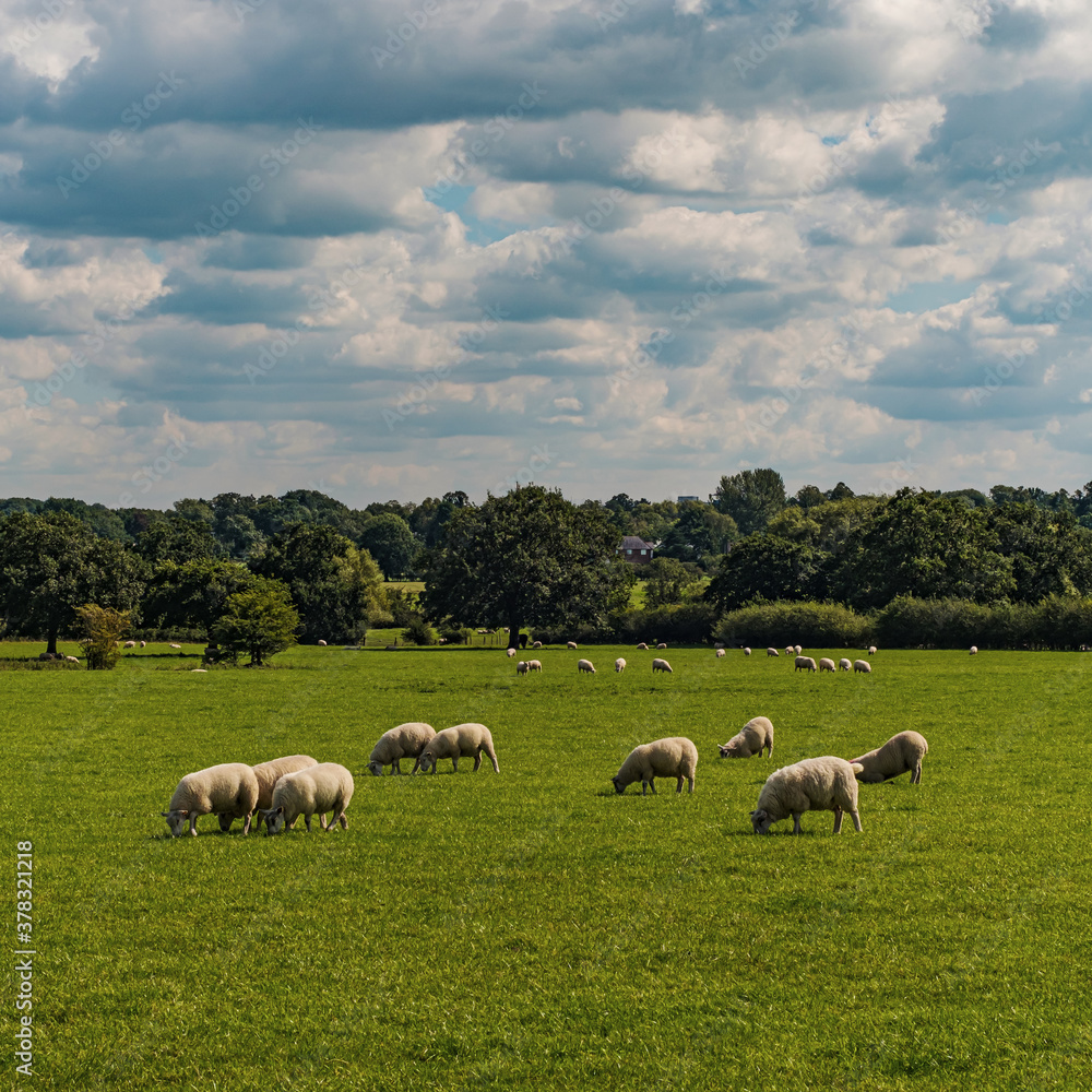 Sheep and lamb in the field