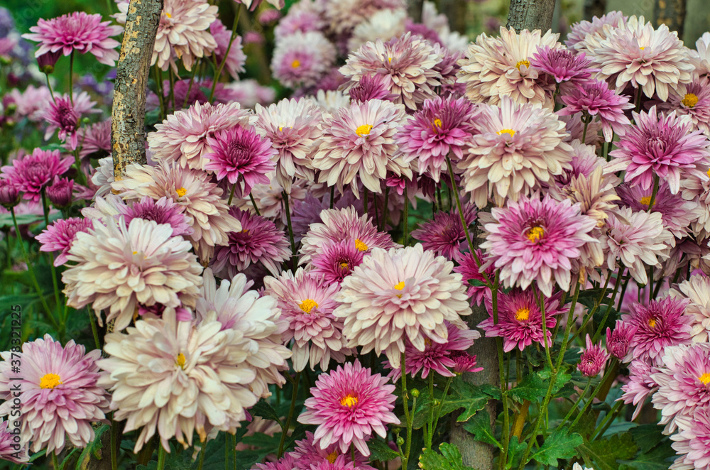 Flores Flores