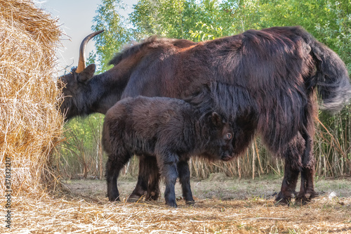 A female Yak with a small calf grazes near a haystack.
