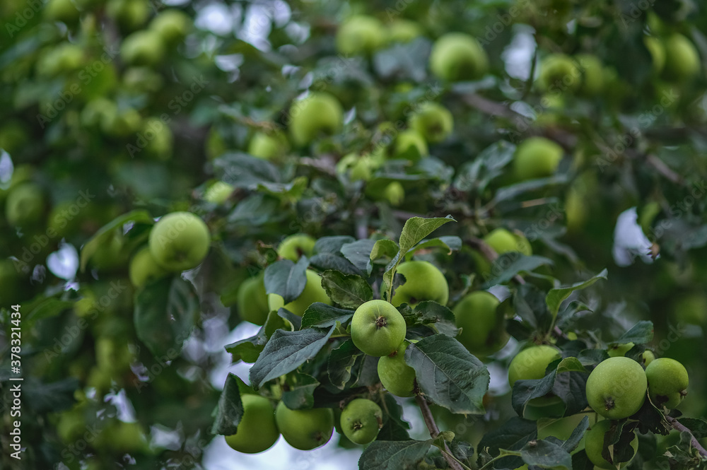 large bunches of ripe apples hanging in a bunch on a tree branch in the Apple orchard