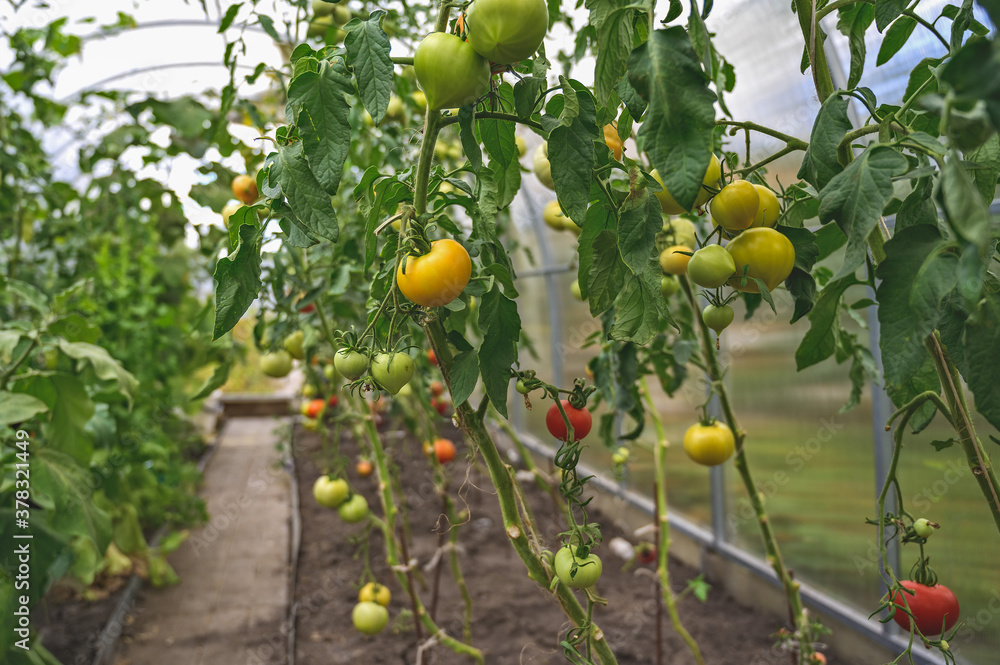 Red and green tomatoes ripen on a Bush in a greenhouse.