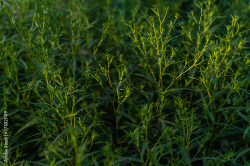 bright green shiny leaves on thin twigs of plant, flowers, grass in light of sunset in garden, pattern