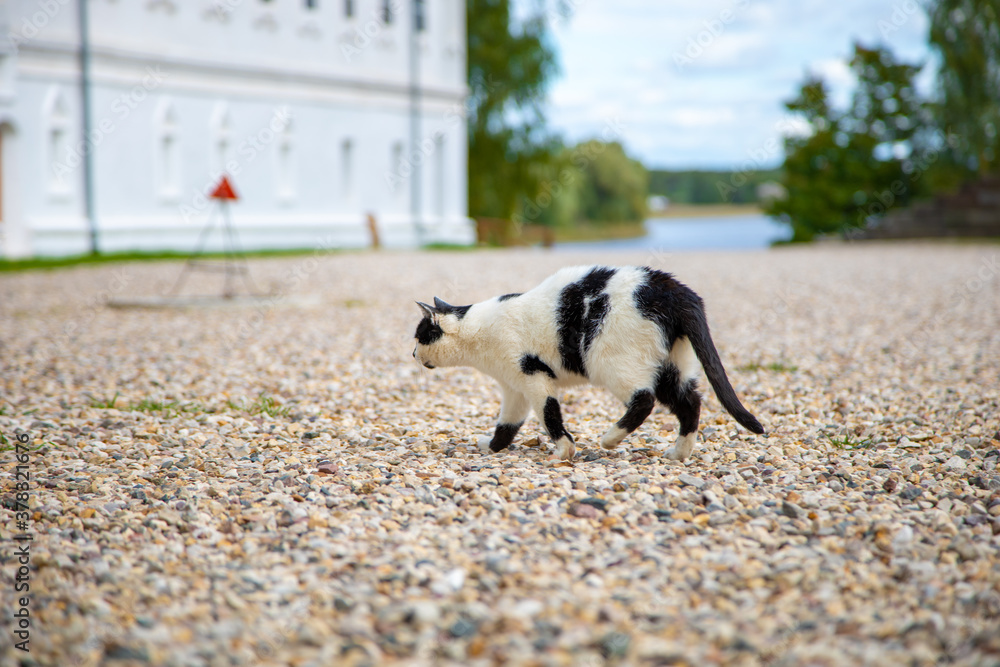 black and white cat hunting someone black and white cat hunting someone