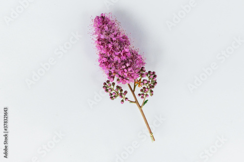 purple dry flower on white background