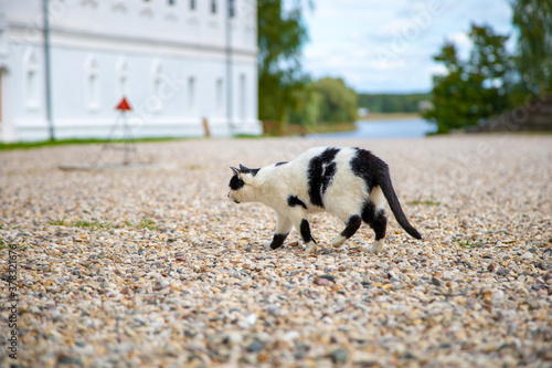 black and white cat hunting someone