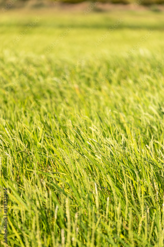 Green Rice fields in a sunset