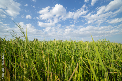 Green Rice fields in a sunset