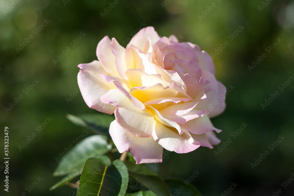 Fototapeta premium Flower pink yellow rose in garden single natural