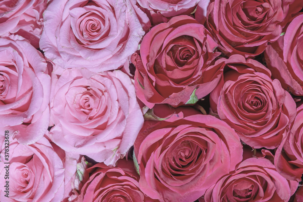 Background of beautiful flowers. Сlose up. Background of beautiful flowers. Сlose up.