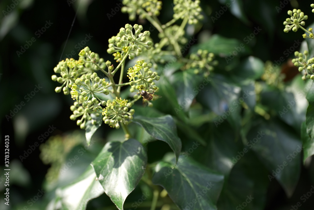 Naklejka premium Efeu Efeublüte Insekten Bienen Wespen Fliegen Garten Ranke Giftig Zierpflanze Grün