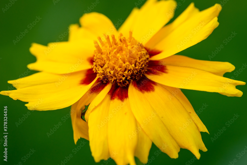 Yellow flower with yellow red center. Yellow coreopsis with selective focus and bokeh. tickseed Yellow flower with yellow red center. Yellow coreopsis with selective focus and bokeh. tickseed