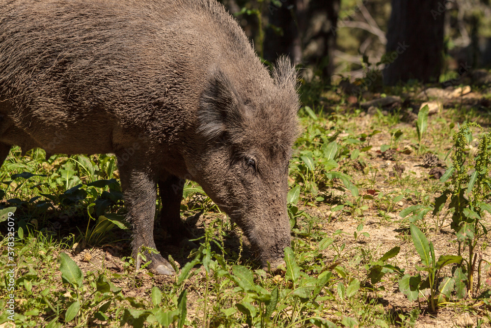 Female wild boar (Sus scrofa) in full sunshine, searching among vegetation for food Female wild boar (Sus scrofa) in full sunshine, searching among vegetation for food