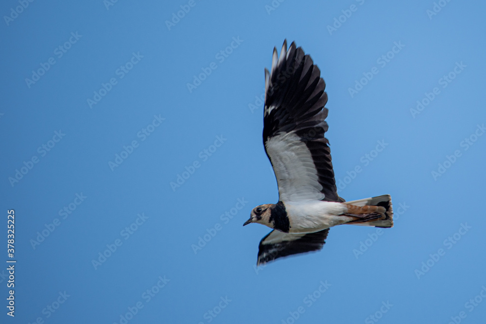 Fototapeta premium Lapwing in flight