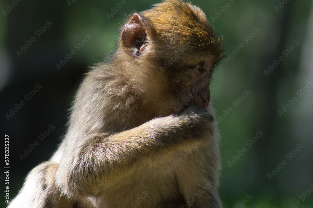 Obraz premium Monkey Wild forest primate nature sauvage