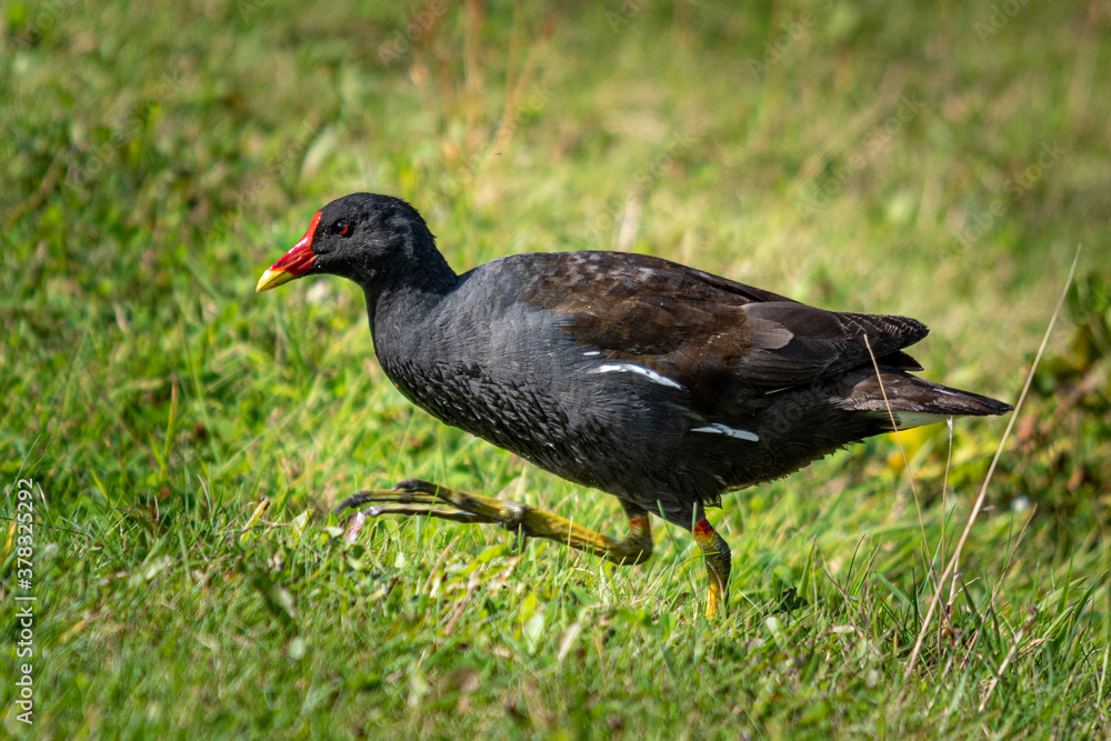Moorhen in the grass Moorhen in the grass