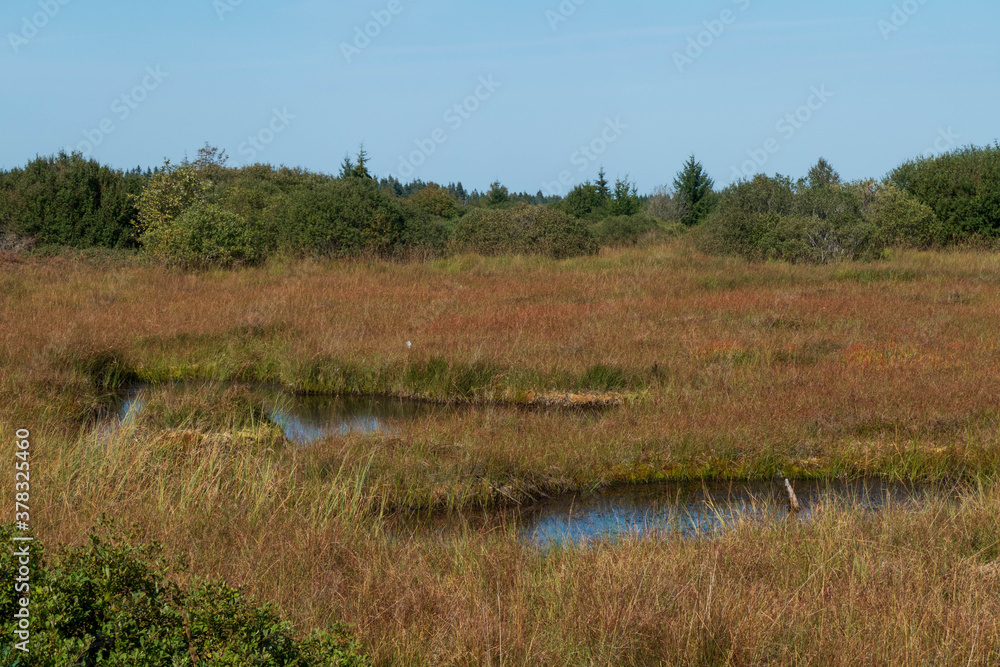 Sumpflandschaft im Hohen Venn - das Brackevenn bei Mützenich