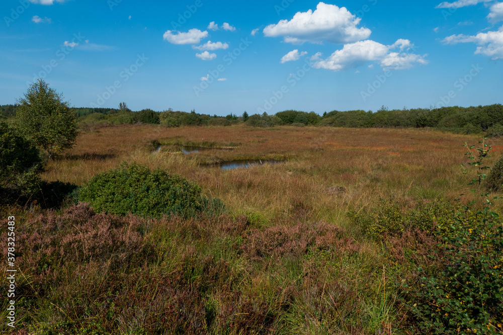 Sumpflandschaft im Hohen Venn - das Brackevenn bei Mützenich