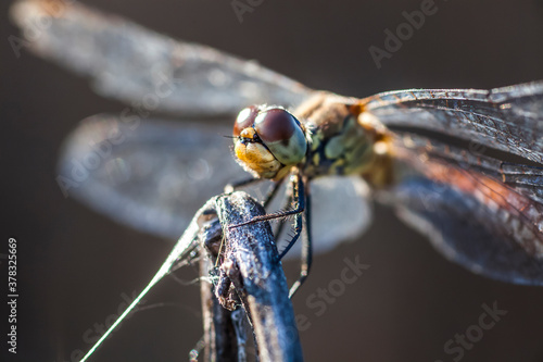 Dragonfly on a branch (Libellula depressa)