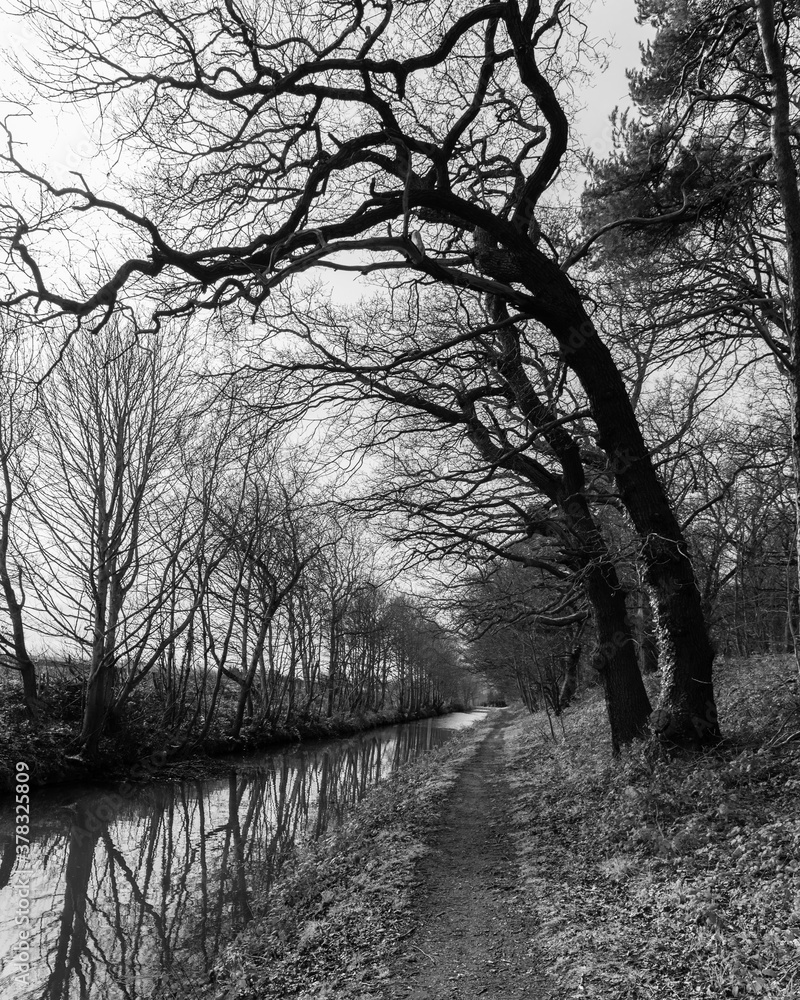 Dark trees by the canal Dark trees by the canal