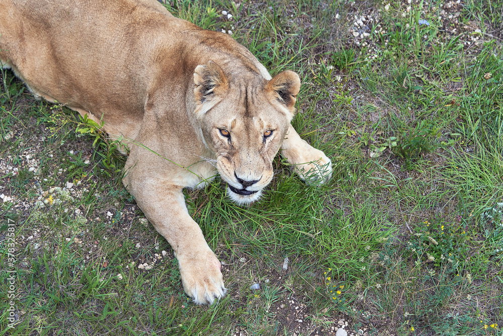 A fragment of a lioness lying on the grass and looking up into the camera. A fragment of a lioness lying on the grass and looking up into the camera.