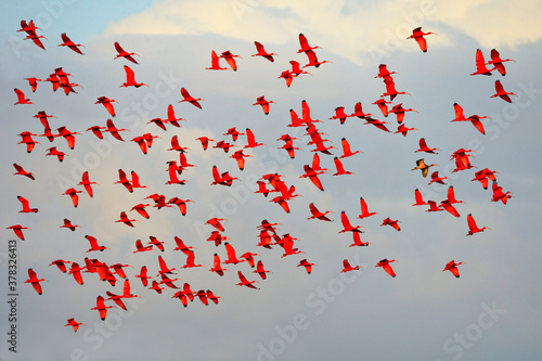 A flock of Scarlet Ibis fly into their roost - Trinidad