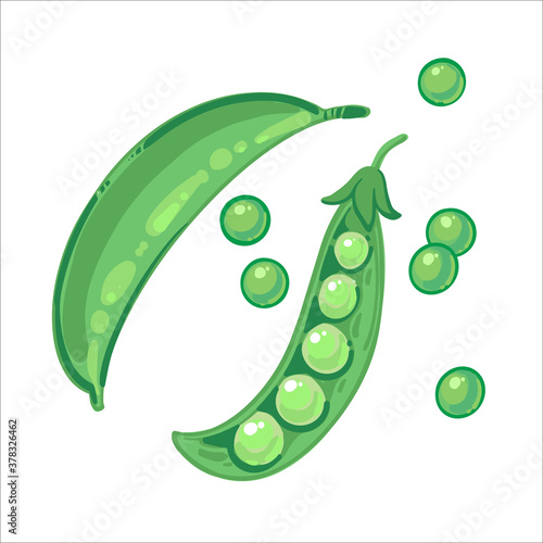 Green ripe pod of peas and peas hand drawn vector illustration isolated on white background. Fresh cartoon vegetable. Seasonal vegetables.