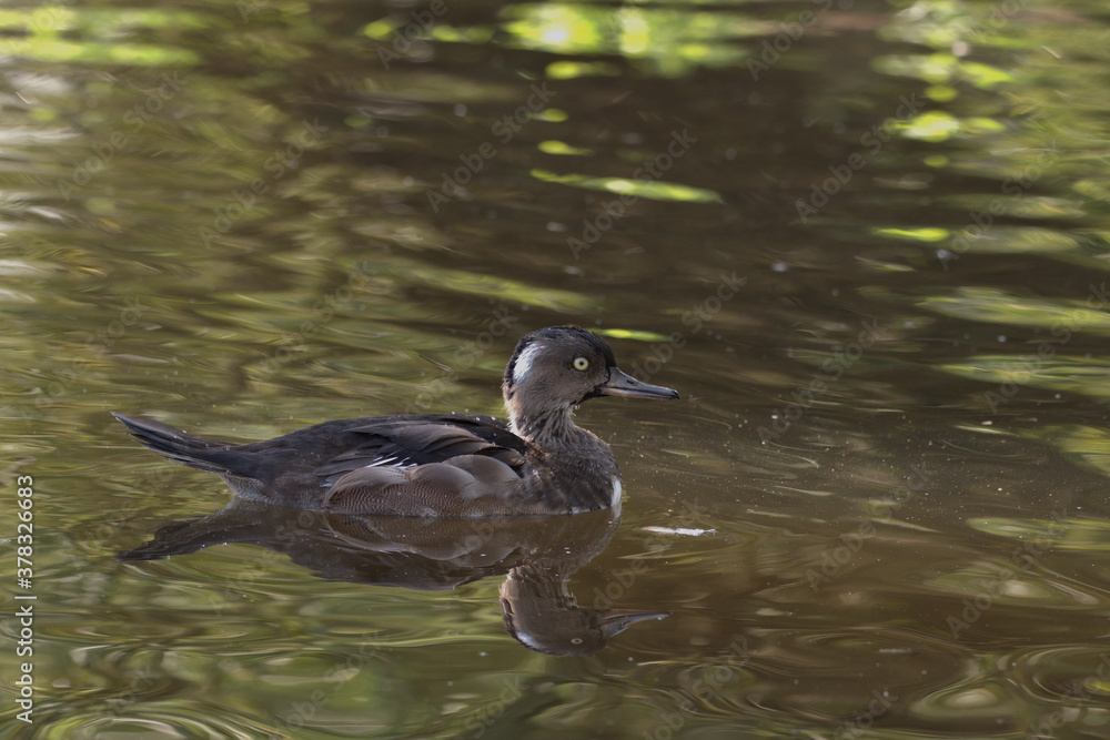 Out of season plumage male Hooded Merganser. Out of season plumage male Hooded Merganser.