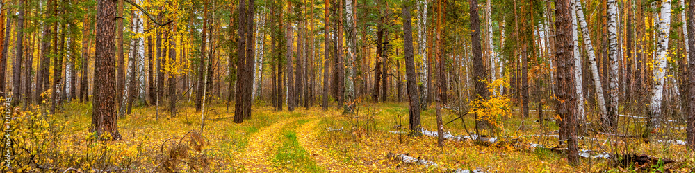 Picturesque autumn landscape with mixed forest and road in cloudy day. Pine and birch trees and trail covered with yellow leaves. Beautiful autumnal nature, season changing concept Picturesque autumn landscape with mixed forest and road in cloudy day. Pine and birch trees and trail covered with yellow leaves. Beautiful autumnal nature, season changing concept