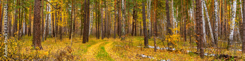 Picturesque autumn landscape with mixed forest and road in cloudy day. Pine and birch trees and trail covered with yellow leaves. Beautiful autumnal nature  season changing concept