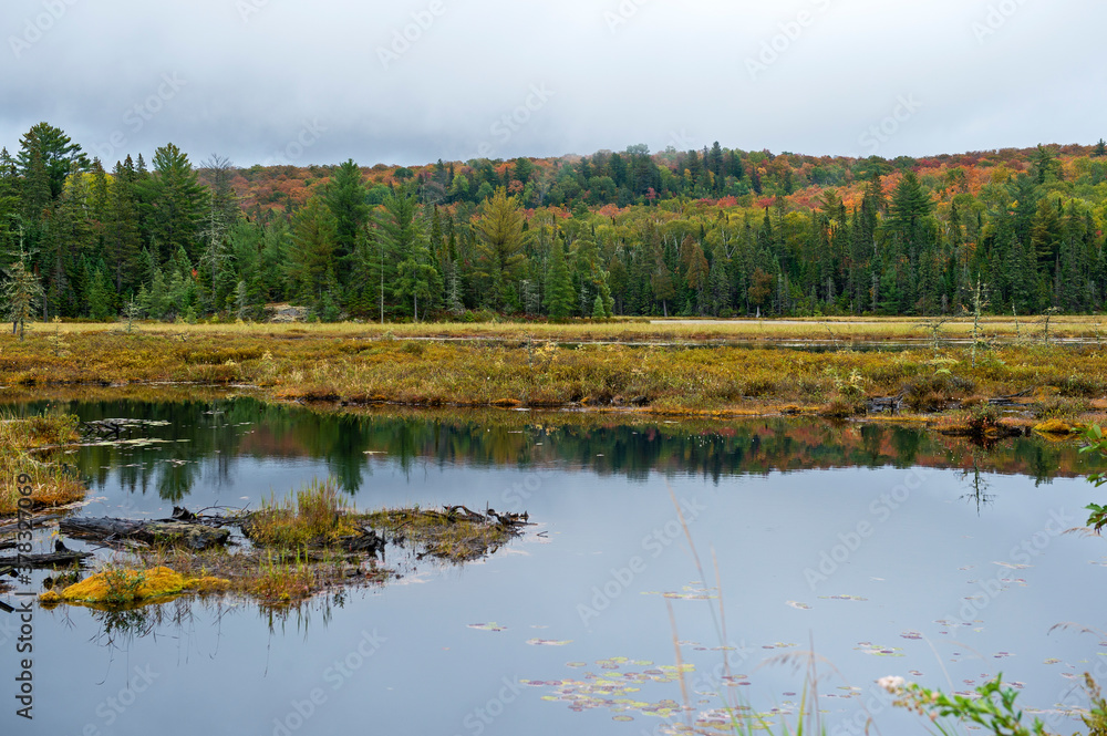 Bog landscape in fall colours