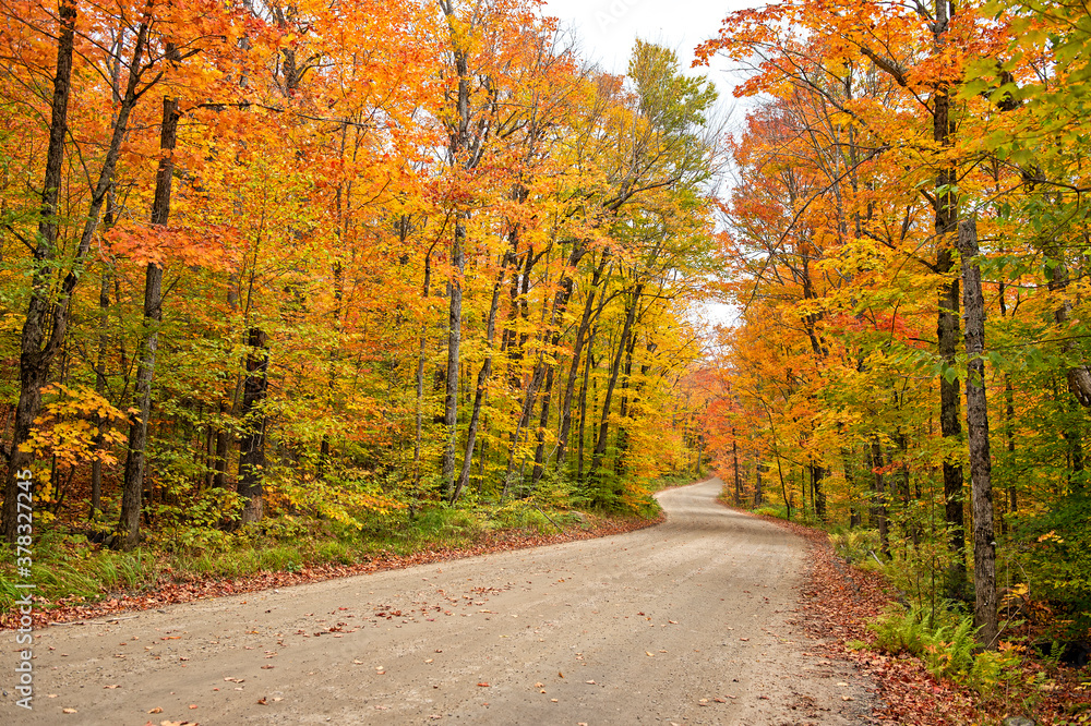 curved autumn road in the forest