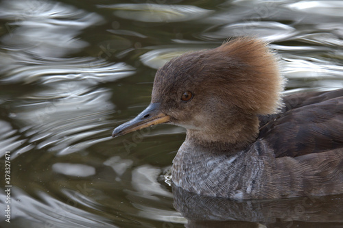 Female Hooded Merganser on water. photo