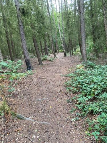path in the woods