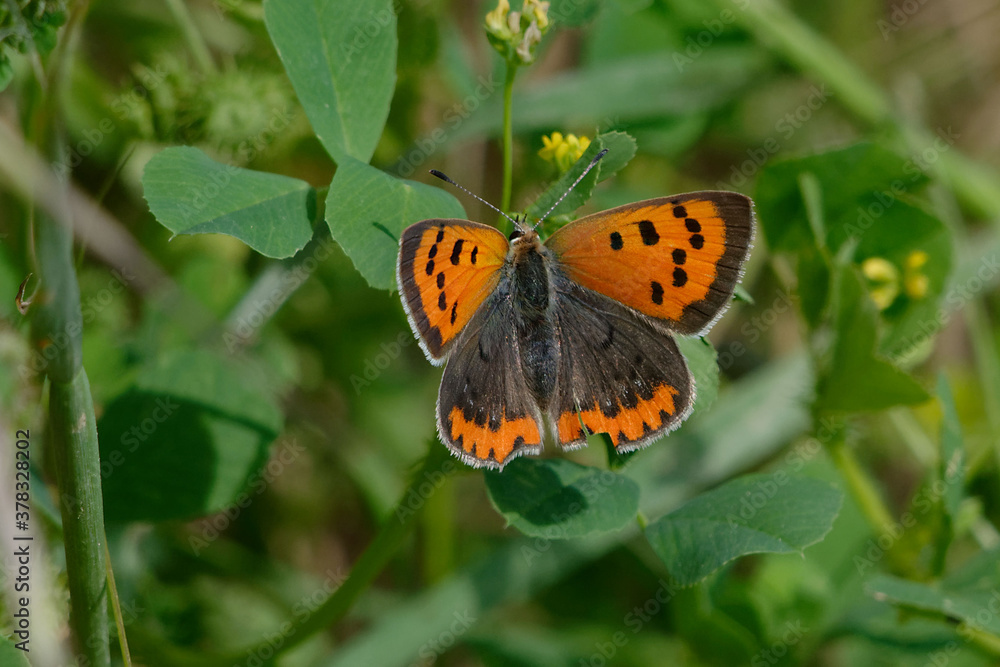 Small copper or Common copper (Lycaena phlaeas) Small copper or Common copper (Lycaena phlaeas)