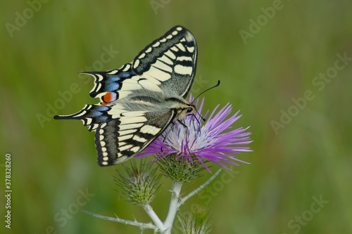 Old World swallowtail or Common yellow swallowtail (Papilio machaon) photo