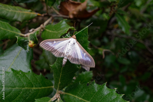 Box tree moth (Cydalima perspectalis)