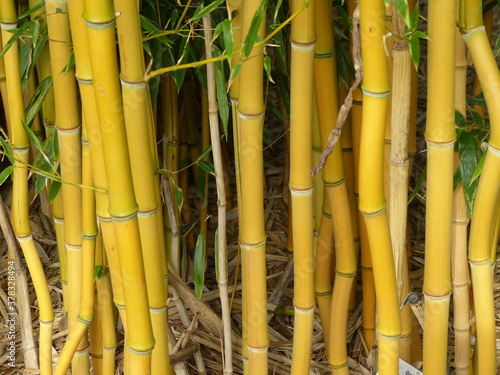 Phyllostachys aureosulcata, yellow groove bamboo. Poacea family photo