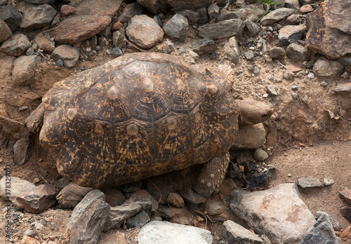 Leopard tortoise near Bogoria lake, Kenya