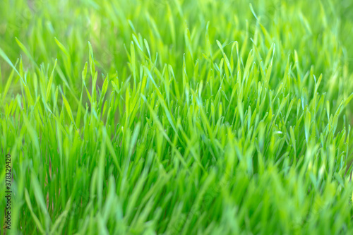carpet of young green grass. Delicate natural light background for text