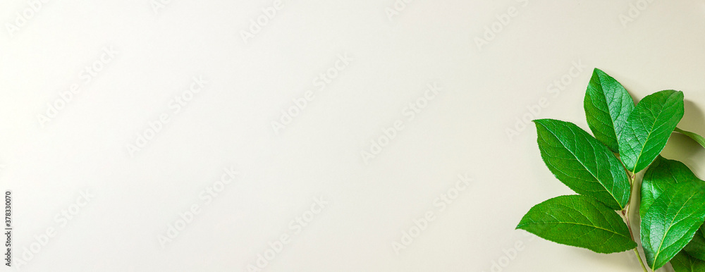 Fototapeta premium Fresh green leaves on a beige background. Banner