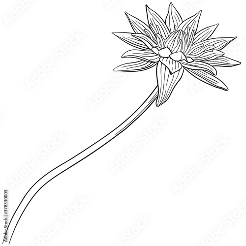 Hand drawn vector of water lily flower isolated on white background for coloring page. Black and white  stock illustration of blue Egyptian lotus for coloring book.