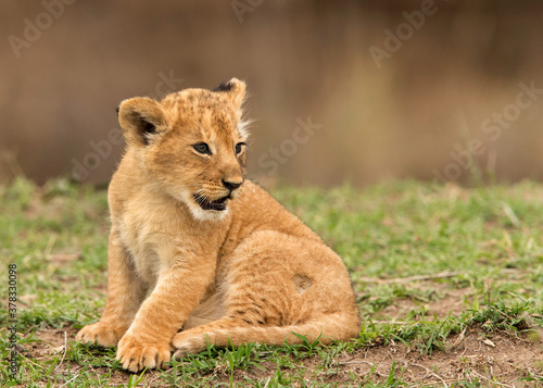 Fototapeta Naklejka Na Ścianę i Meble -  A portrait of a Lion cub, Masai Mara, Kenya