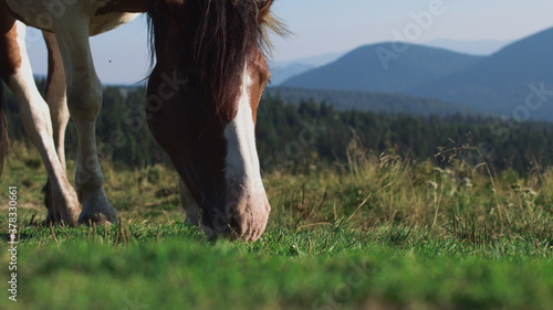 Brown horse grazing eating grass summer sun tail swish slow motion photo