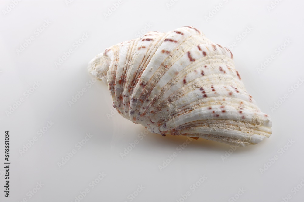 Obraz premium Isolated shells with white Background.