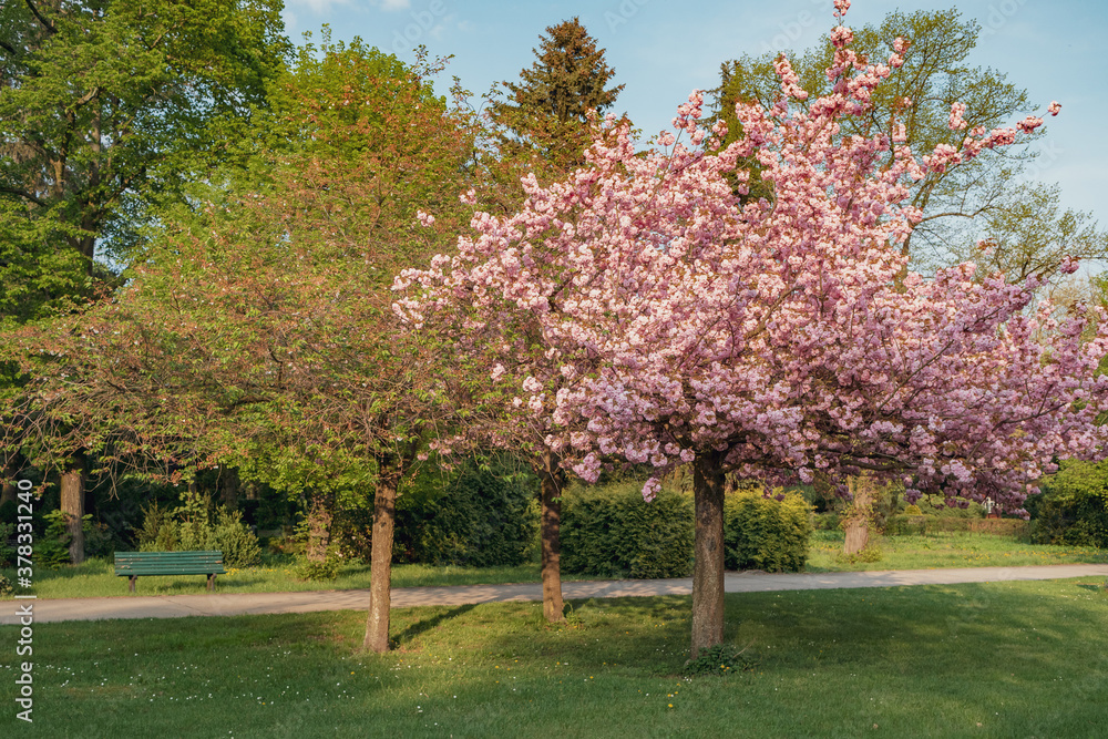 Naklejka premium Park in blossom