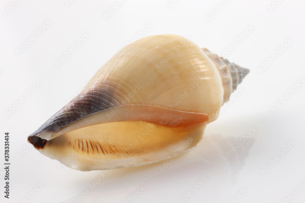 Isolated shells with white Background Isolated shells with white Background