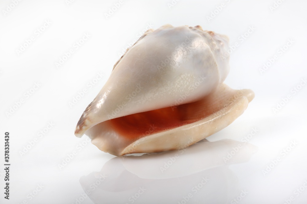 Isolated shells with white Background Isolated shells with white Background